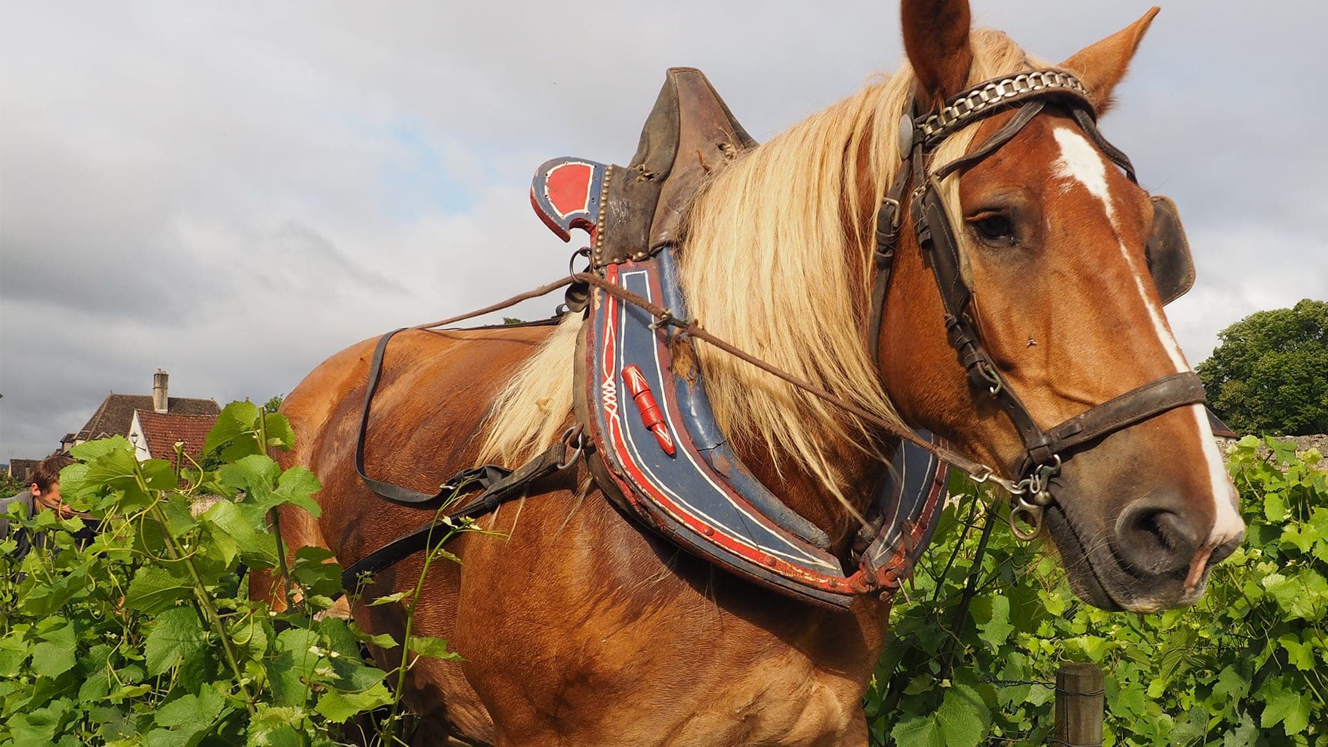 A working horse standing among vine rows at Château de Pommard.