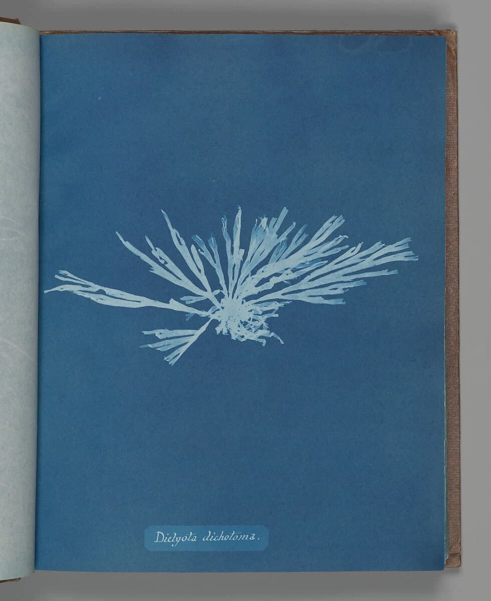 Anna Atkins’s pale Dictyota dichotoma seaweed photogram on a deep cyan-blue album page.