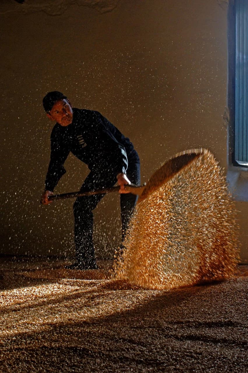 A Springbank worker turns barley on the malting floor as sunlight falls across the grain.