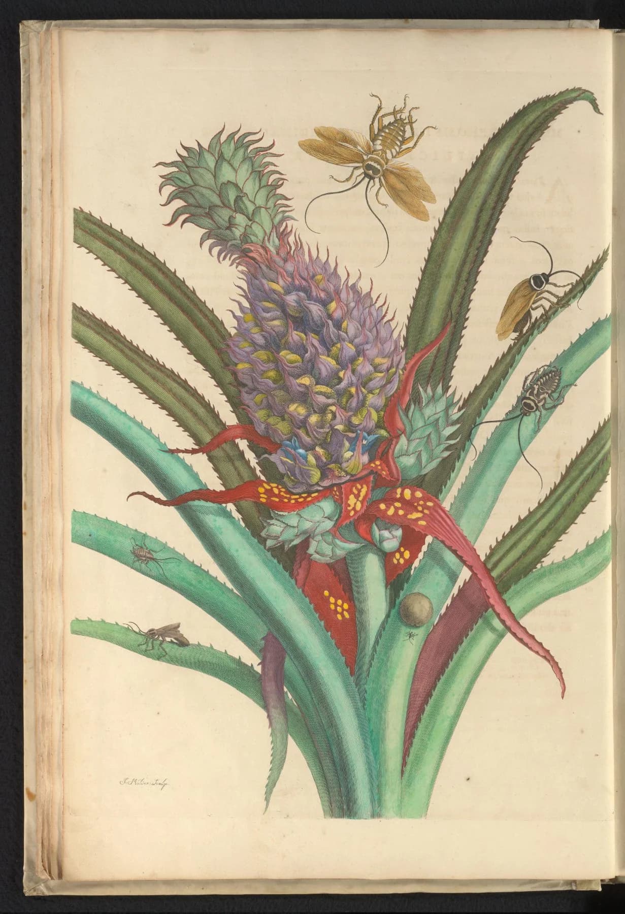 A hand-coloured 1705 plate showing a pineapple plant and cockroaches, etched by Joseph Mulder after Maria Sibylla Merian’s drawing.