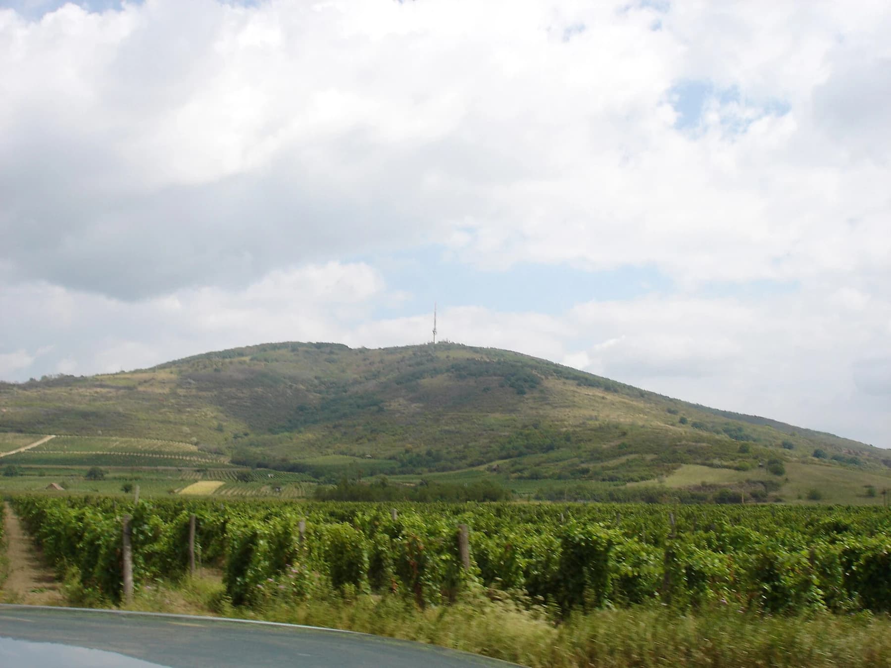 Rows of green vines stretch across the foreground beneath a broad vine-covered hill and clouded summer sky in the Tokaj landscape.