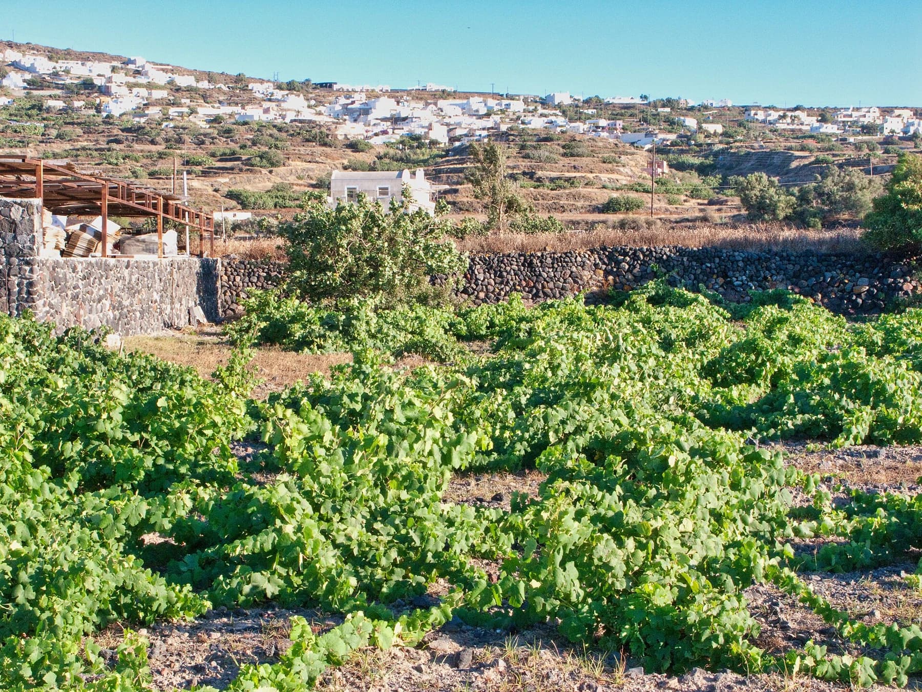 Low green Assyrtiko vines spread across stony ground at Domaine Sigalas in Santorini, with pale buildings and blue sky in the distance.