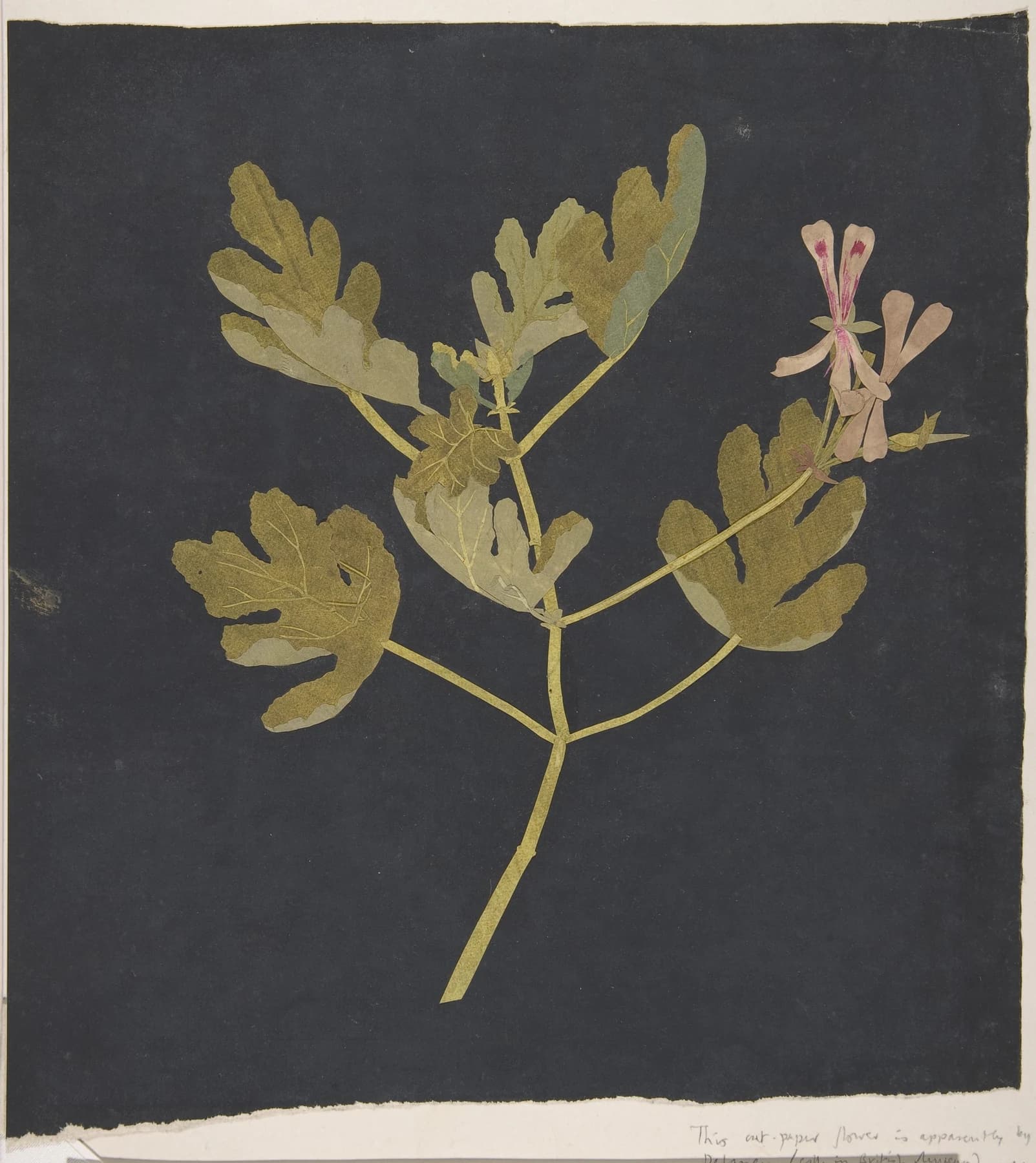 Mary Delany’s paper-collage botanical study of a flowering geranium, with carefully assembled leaves and flowers.