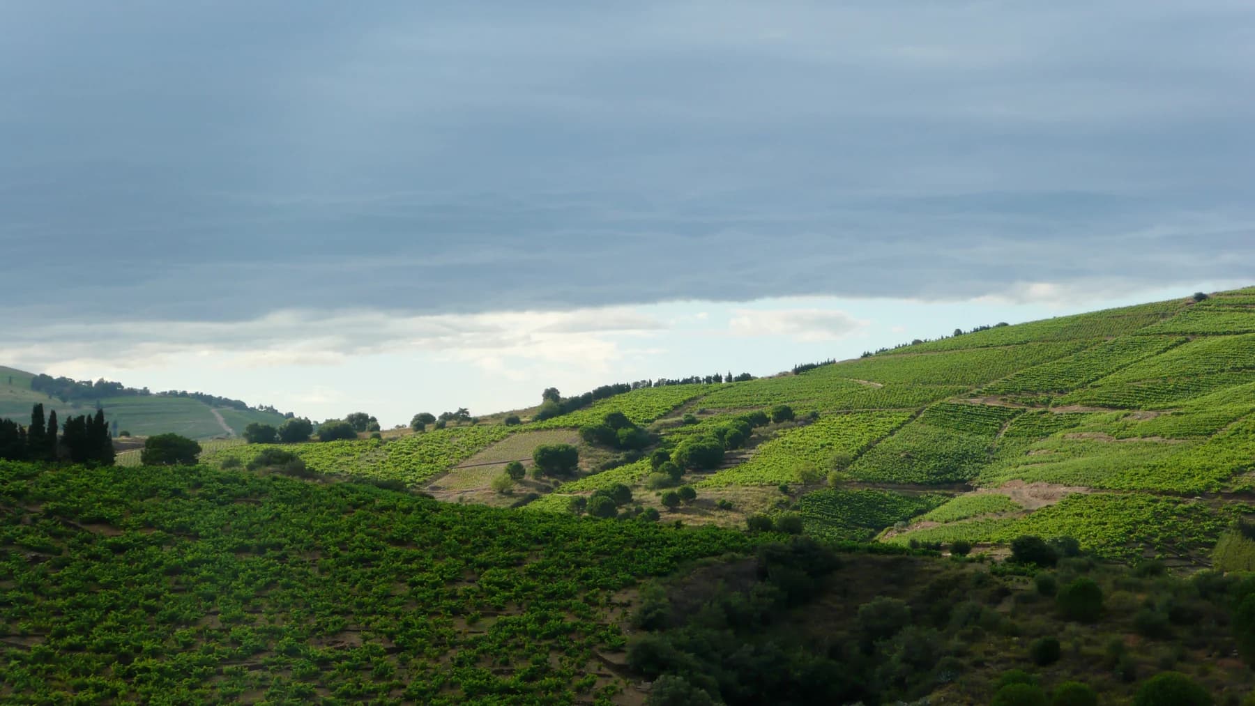 Green vineyard rows and terraced slopes near Banyuls-sur-Mer beneath a broad blue-grey sky.