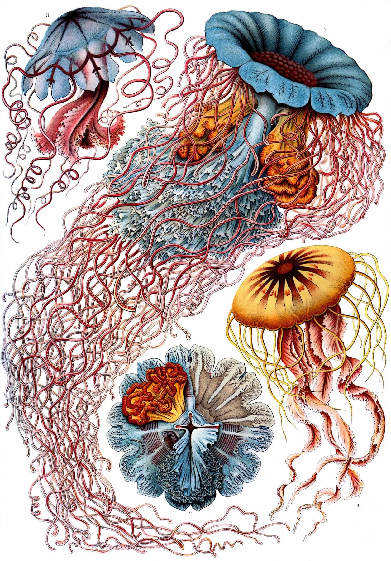 A historical colour plate arranges several jellyfish with blue bells and intricate red and gold trailing structures against a white ground.