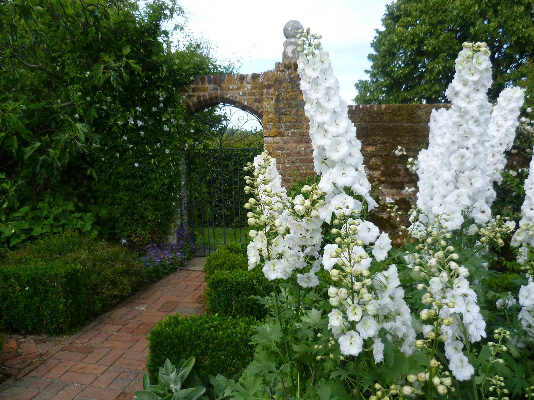 Tall white flowers beside a brick path and a wrought-iron gate in a garden wall at Sissinghurst’s White Garden.