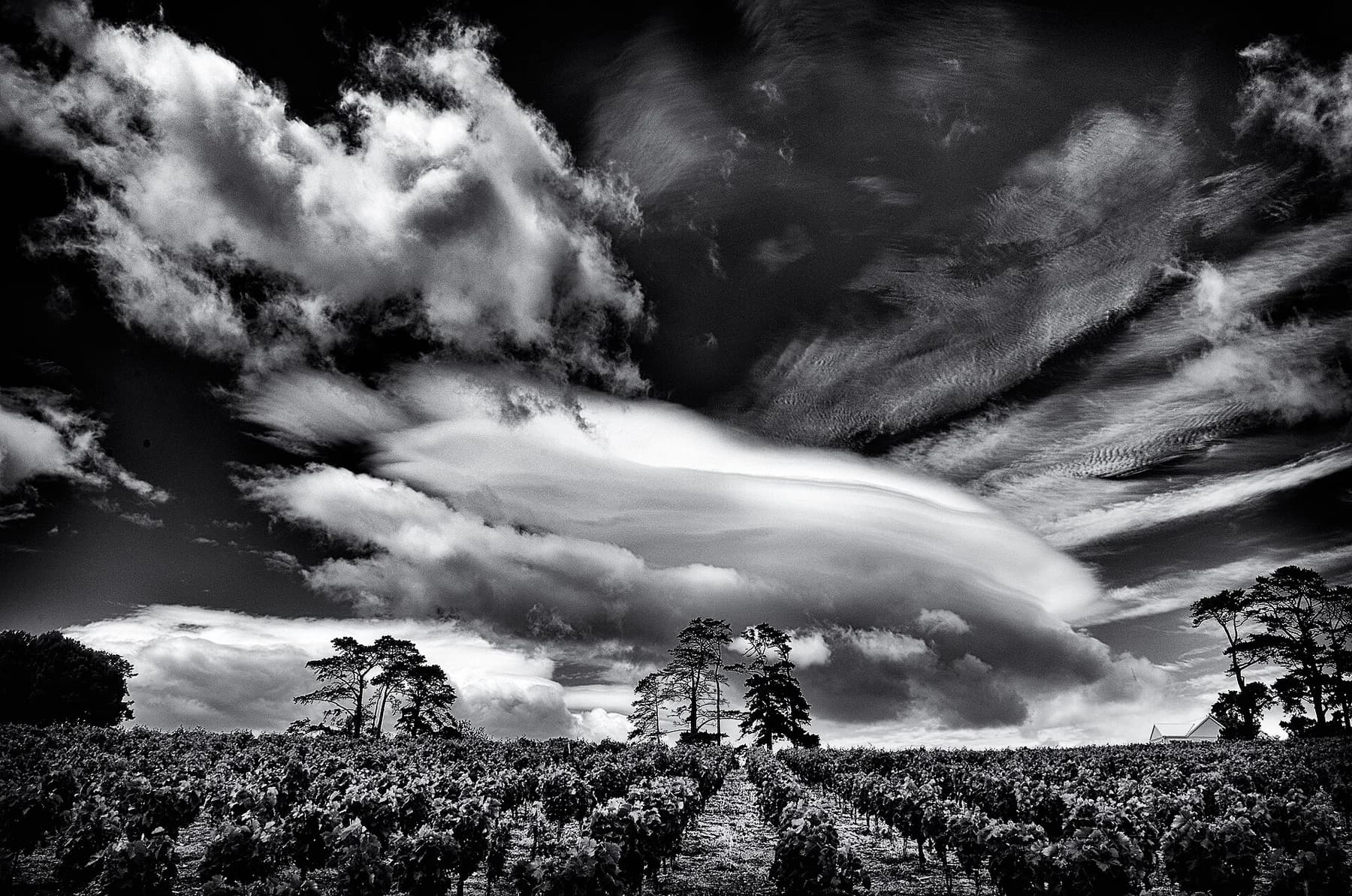 Monochrome view across the vineyard rows at Klein Constantia towards wooded slopes beneath a broad sky filled with textured clouds.