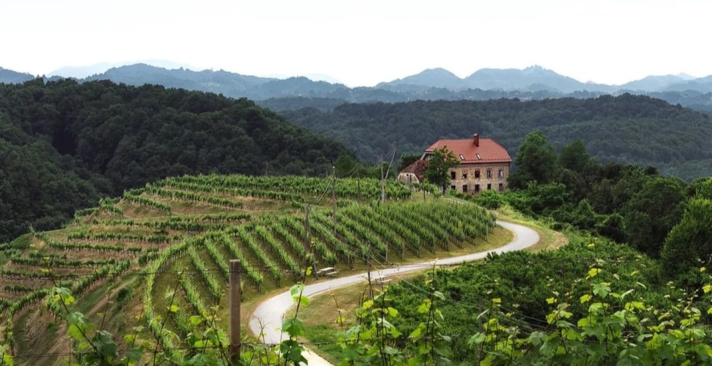 An aerial view of hillside vineyard rows and estate buildings in Familija Estate’s presentation of Haloze.