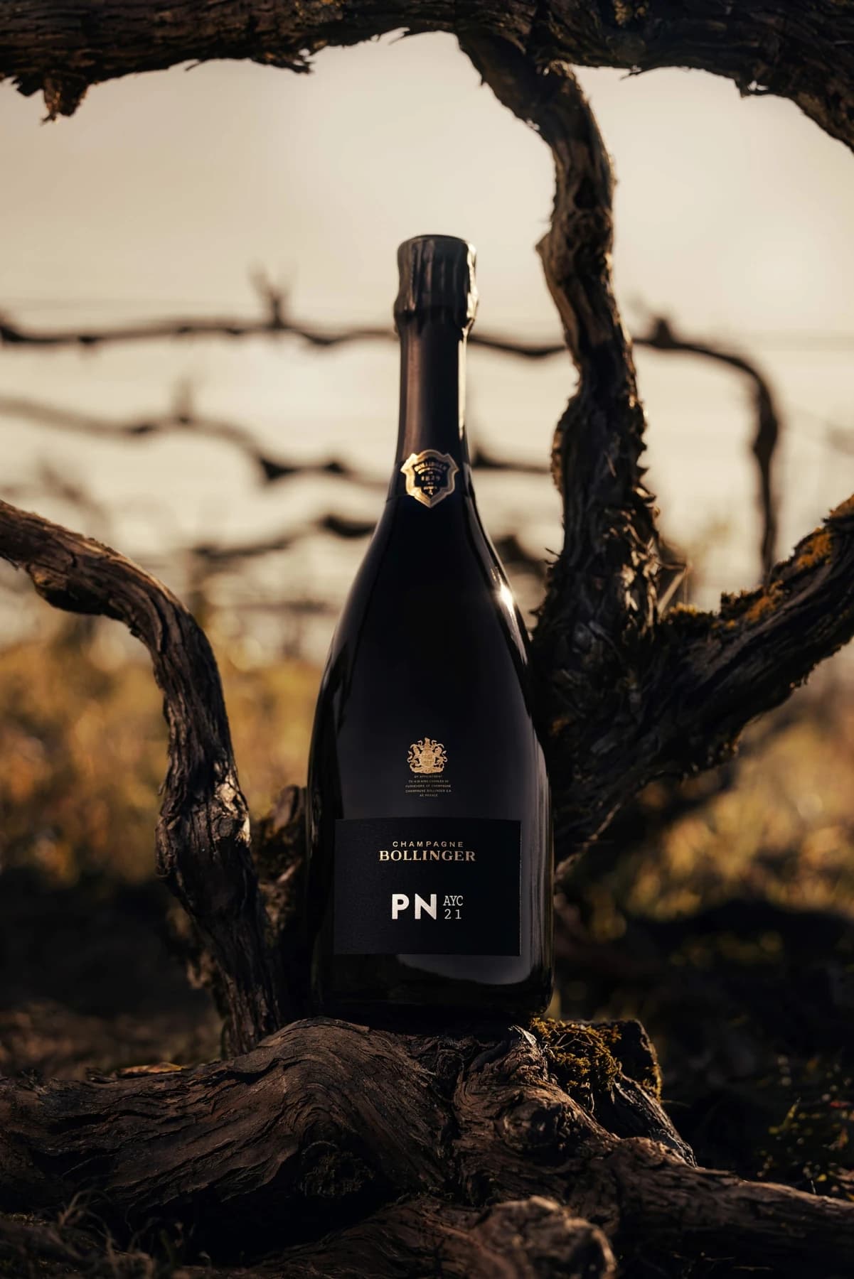 A bottle of Bollinger PN AYC21 Champagne standing between the woody arms of a vine in warm light, with the named cuvée visible on its dark label.