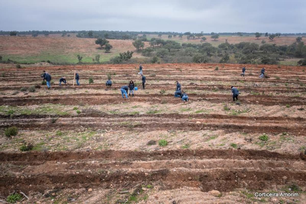 Volunteers planting young cork oaks across open ground at Herdade da Baliza in Portugal.