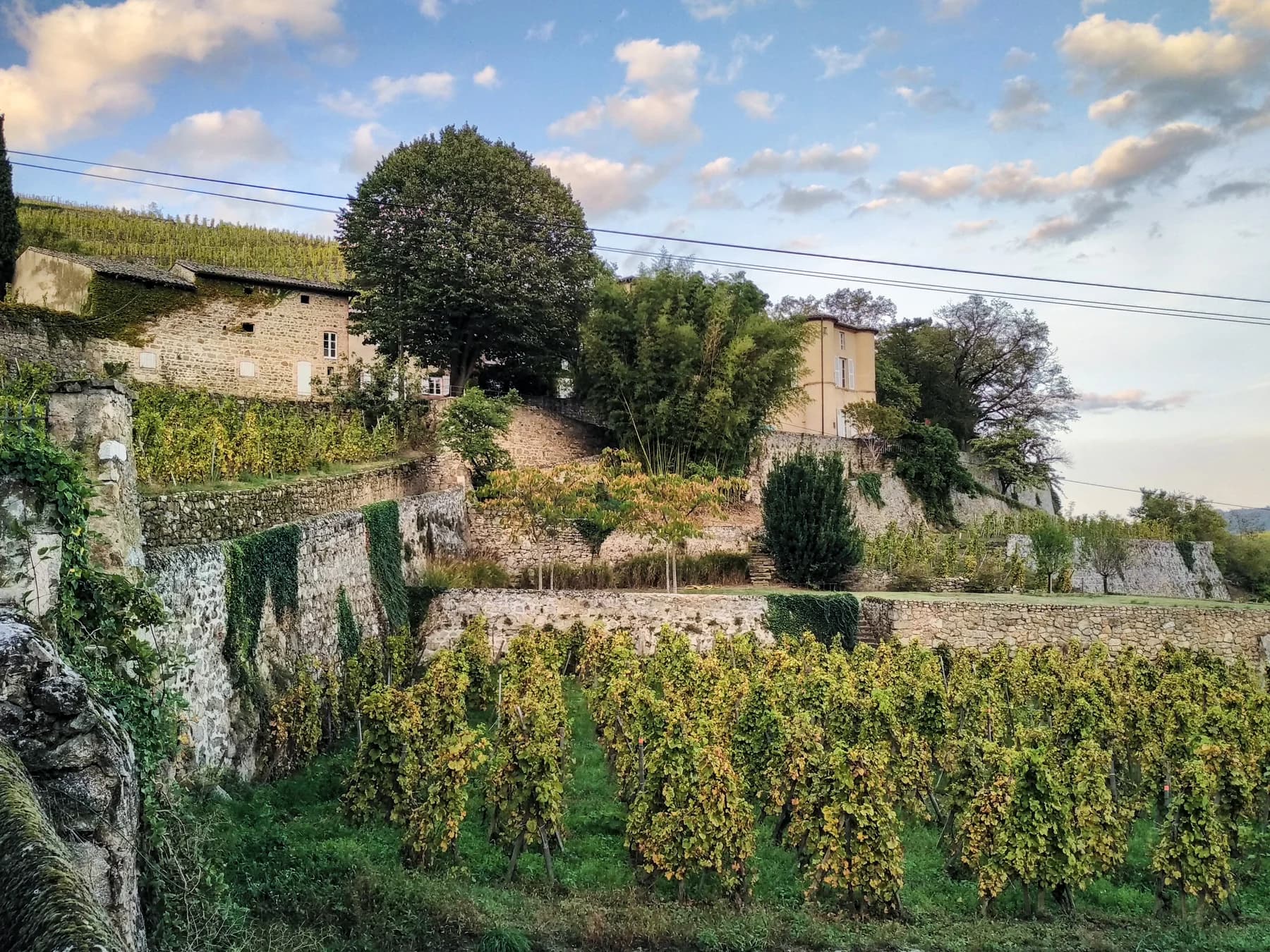 Stone vineyard terraces, green vines and estate buildings rise along a slope at Château-Grillet under a partly cloudy sky.