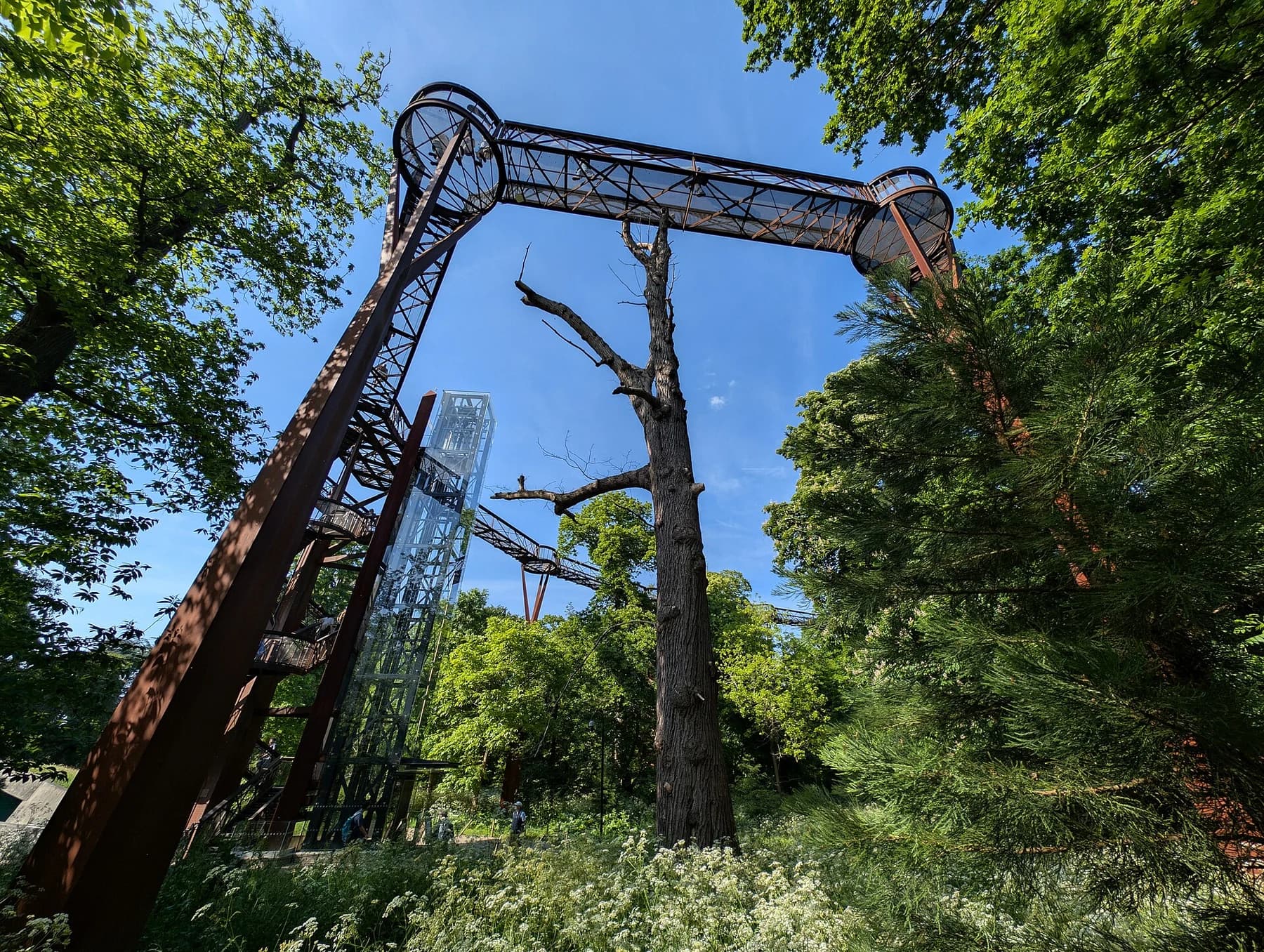 Kew Gardens’ weathered steel Treetop Walkway curving high among green trees, seen from below against a blue sky.