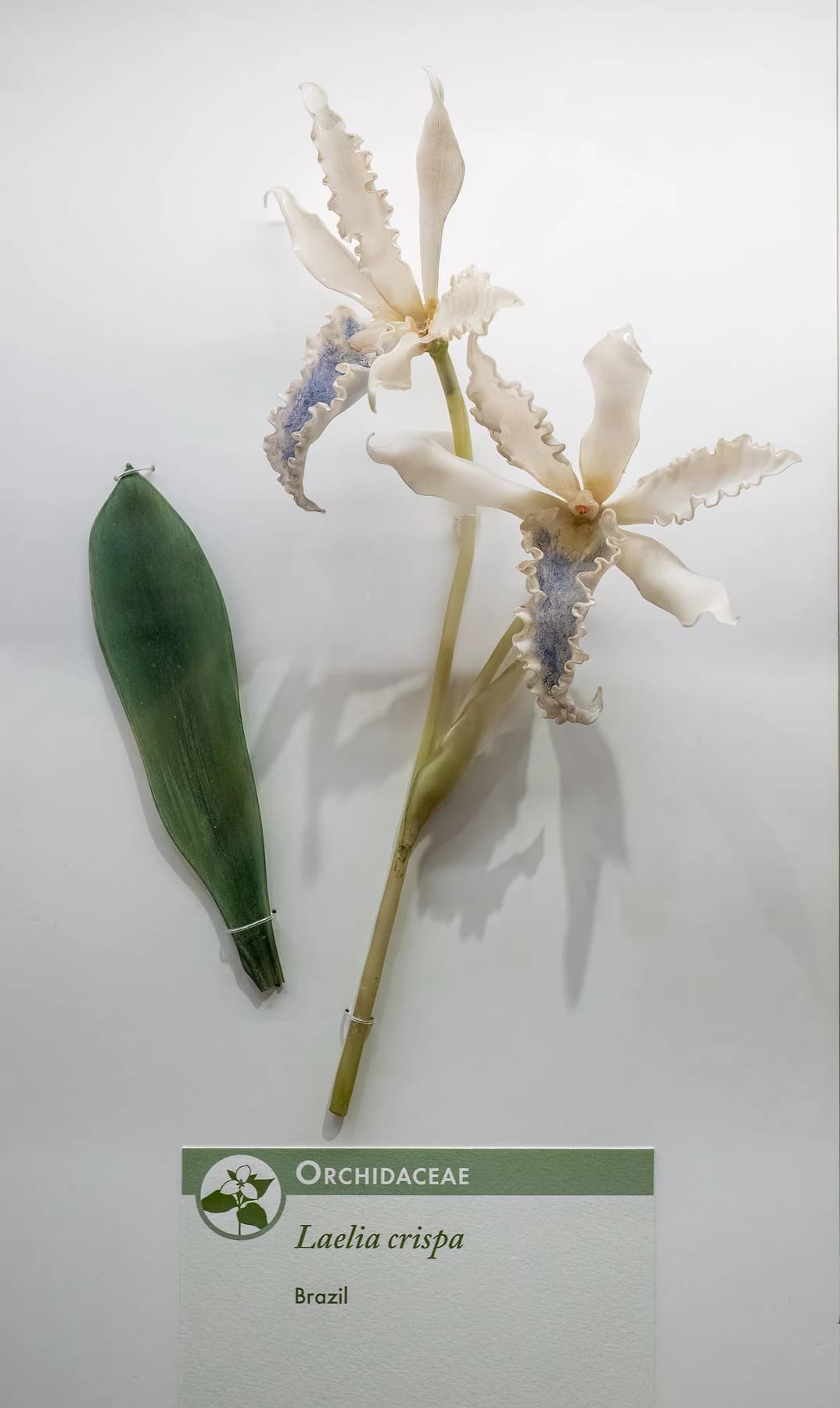A historical glass model of Laelia crispa at Harvard Museum of Natural History, showing pale orchid flowers, a green leaf and a stem against the display-case background.