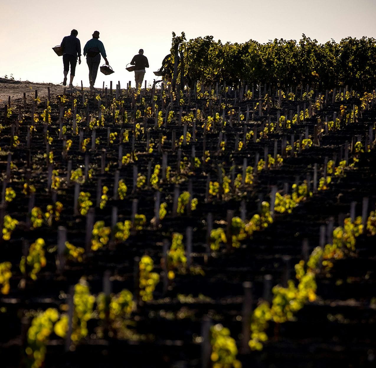 Four harvest workers carrying baskets along a ridge above sunlit rows of vines at Château d’Yquem.